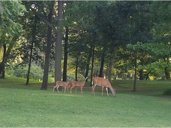Mamma deer with triplets having a morning snack by Big Woods Lake