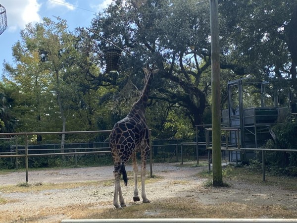 Giraffe at Audubon Zoo