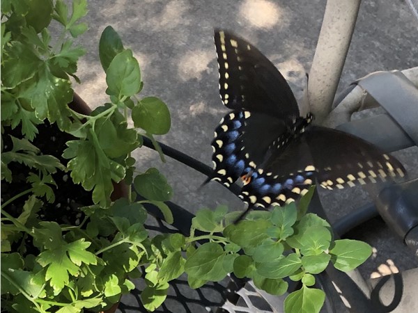 Beautiful black Swallowtail butterfly checking out the plants 