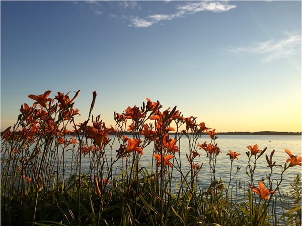 Peaceful Elk Lake shoreline lilies at sunset