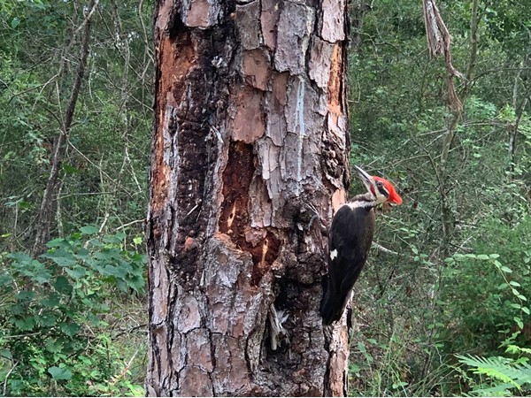 Have ya ever been this close to a woodpecker?