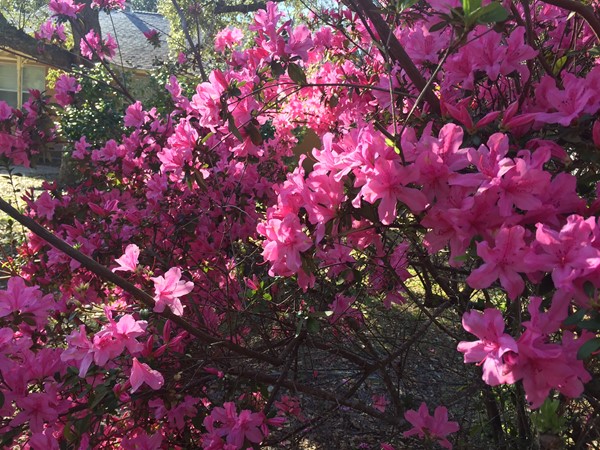 Azaleas are in full bloom!! Loving this February weather