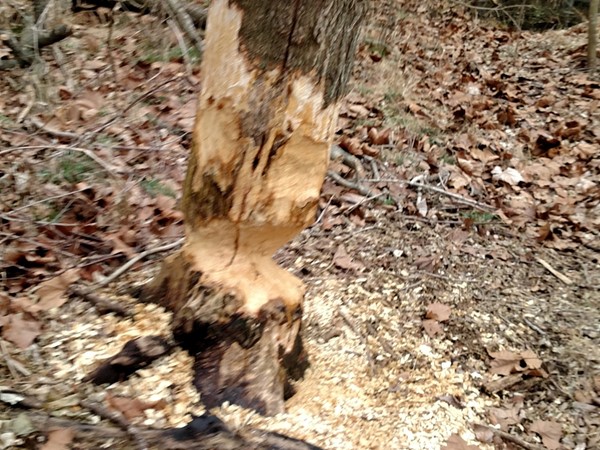 This beaver has been busy - Leatherwood Lake Trail Loop