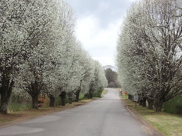 Springtime in Shelby County, Alabama