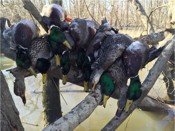 Duck hunting in Arkansas has been much better this year with all of the rain we have had 