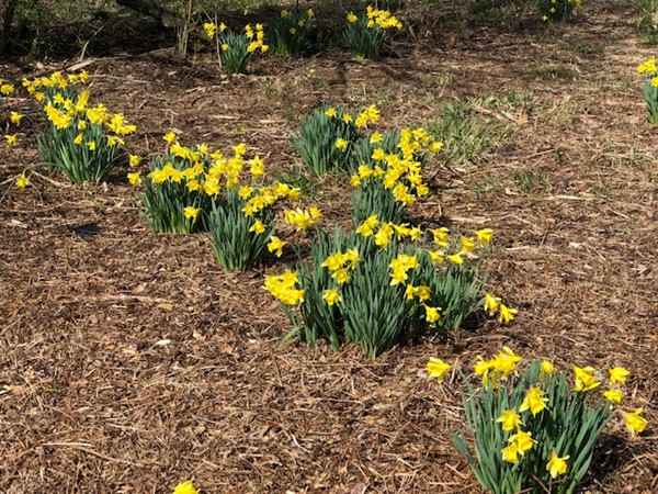 In February you can see Daffodils everywhere, in ditches, in vacant lots and around homes 