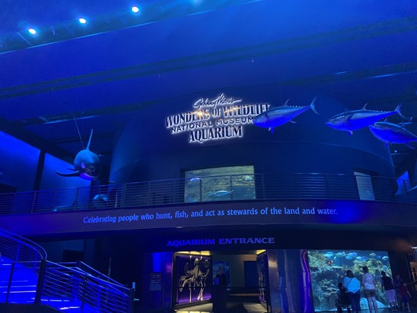 This is a must go to in Springfield. It is connected with Bass Pro