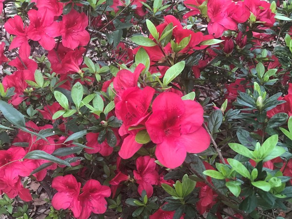 Azalea’s, yes there everywhere in Daphne