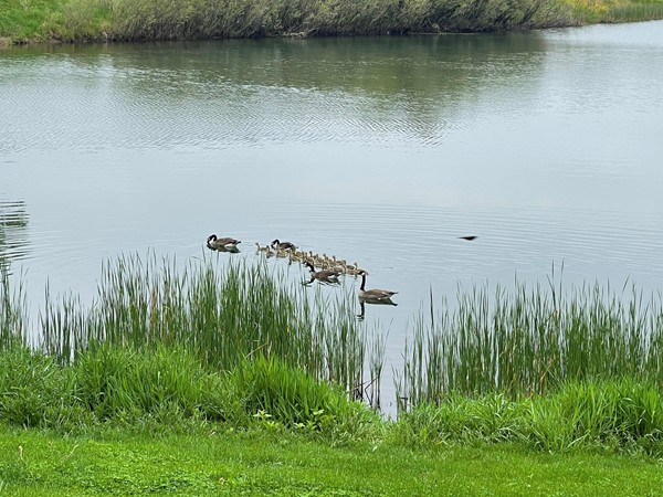 Families of geese enjoying a nice morning on Prairie Lake