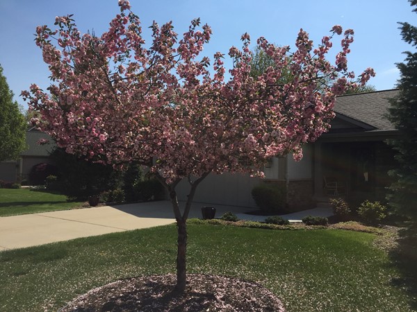 Flowering trees are a sure sign of spring