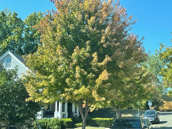 So many reasons why I love fall...changing of the trees