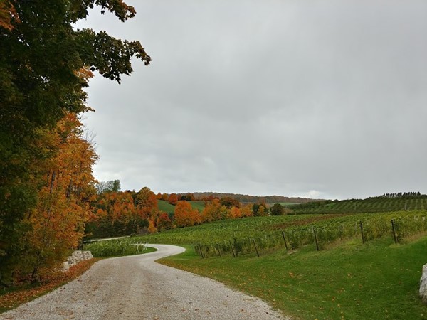 Orchards, vineyards, rolling countryside and fall colors in Leelanau County