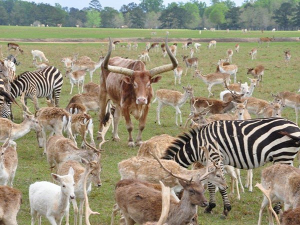 Global Wildlife. Home to over 4,000 exotic, endangered/ threatened animals from all over the world 