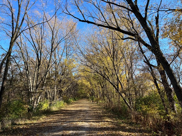 A journey through the leaves and trees at Raccoon River Park  