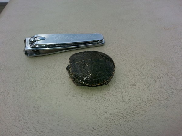 Tiny baby turtle found at Riss Lake on Memorial Day weekend