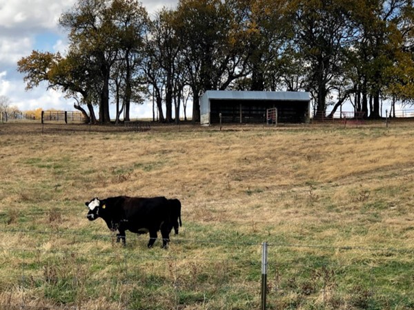 If you are a nature and animal lover you will love the sights of private ranches in the neighborhood