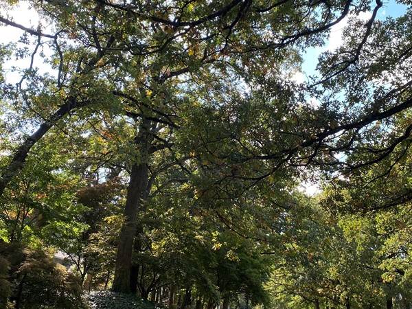 Magnificent, stately trees are the everyday view for residents of Forest Oaks 