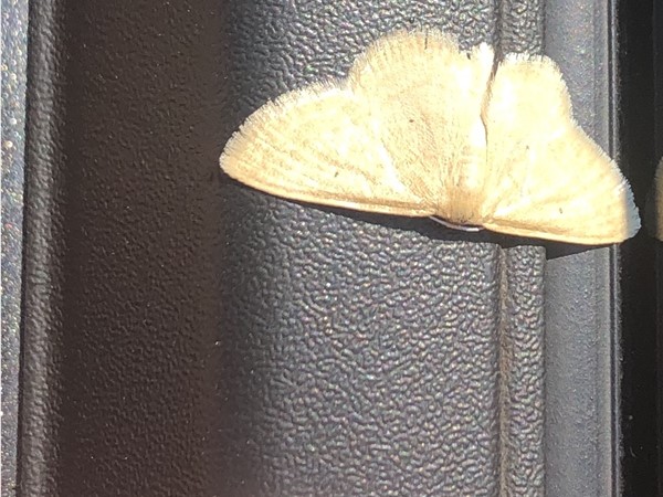 Tiny Moth 