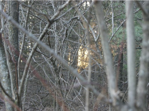 Sunset through the trees in James A Reed Memorial Wildlife Area