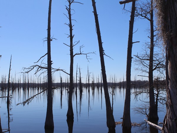 The Black Bayou National Wildlife Refuge features gorgeous views of the bayou and nature