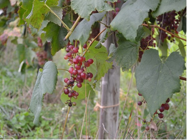 West Michigan vineyards are perfect for local jams, jellies and produce
