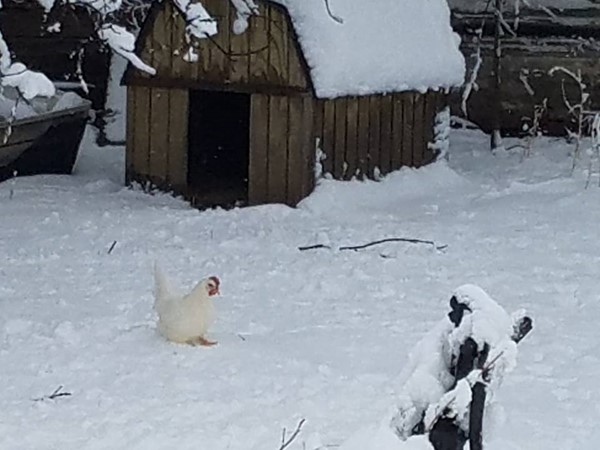 No penguins here just chickens in the snow
