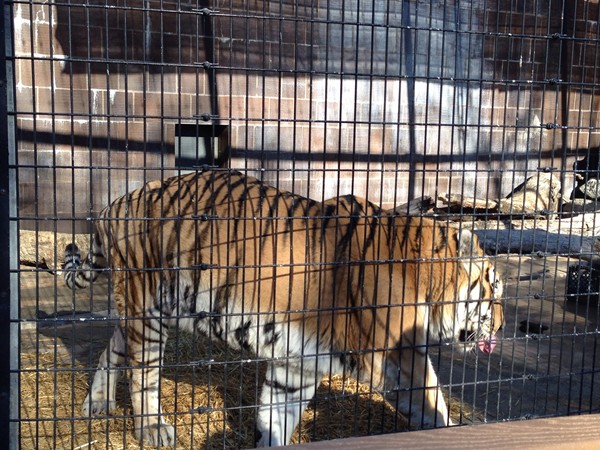 It's feeding time for the Siberian tiger at the Henry Doorly Zoo