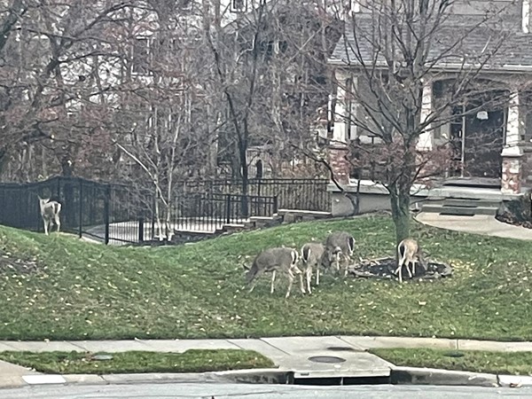 Boy, are these deer fun to watch graze in our front yard, during the DAY!!!