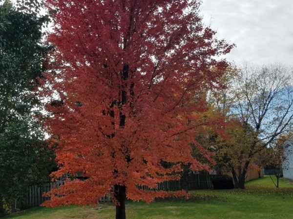 Fall is here! Beautiful tree in Timber Park Subdivision