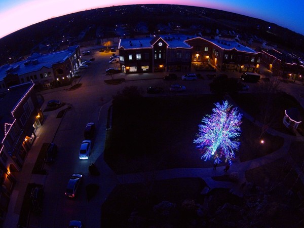 The Magic Tree in The Village of Cherry Hill