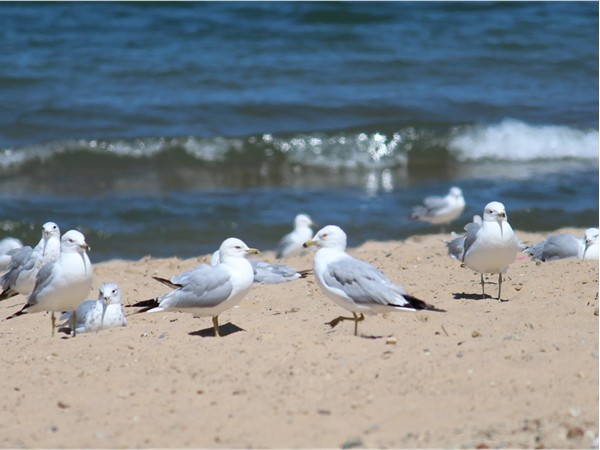 Seagulls enjoying the sun at Lions Park Beach
