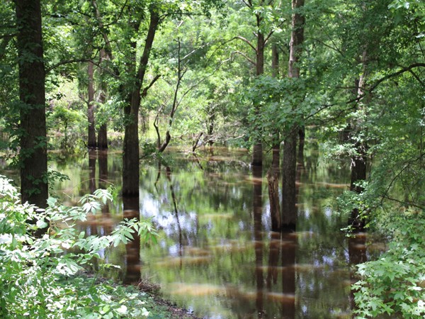 Gorgeous views of the bayou can be found in Pargoud Place