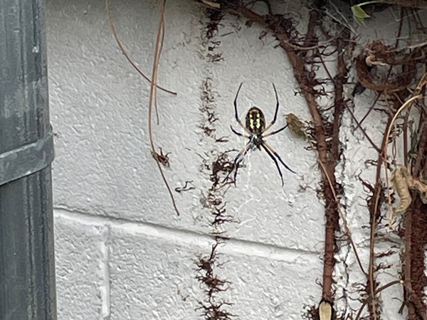 Out showing in Gladstone and saw this huge spider on the side of the home