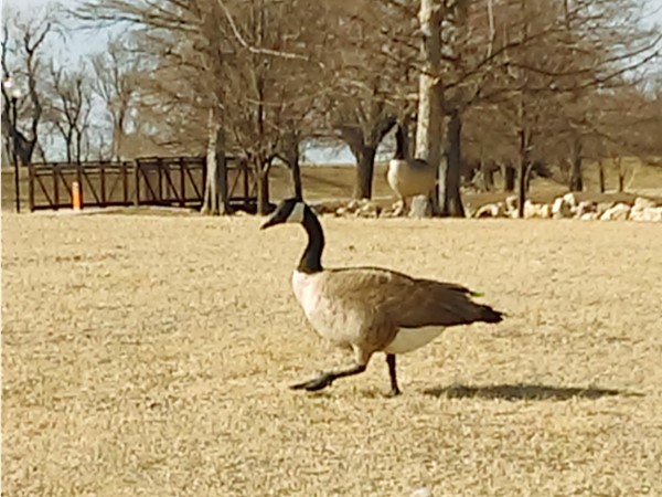 Stop by and feed the Geese at Carey Park. They love visitors