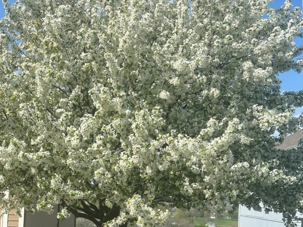 Spring is in full swing! Just one of the trees that are in bloom in Ryan Meadows