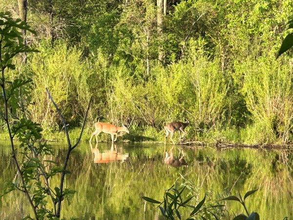 Deer walking along Big Woods Lake on a calm day