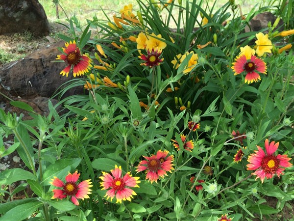 Oklahoma's Indian Blanket is blooming in Atoka County