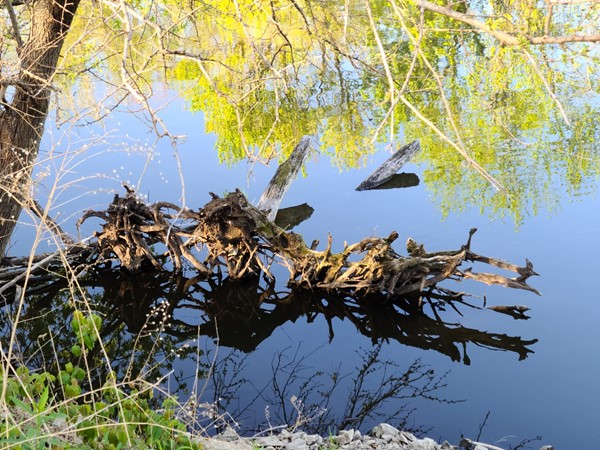 A fallen tree provides shelter for small animals and water fowl at Big Woods Lake