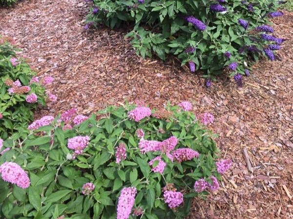 Proven Winners test garden is a special place to tour. See these little butterfly bushes