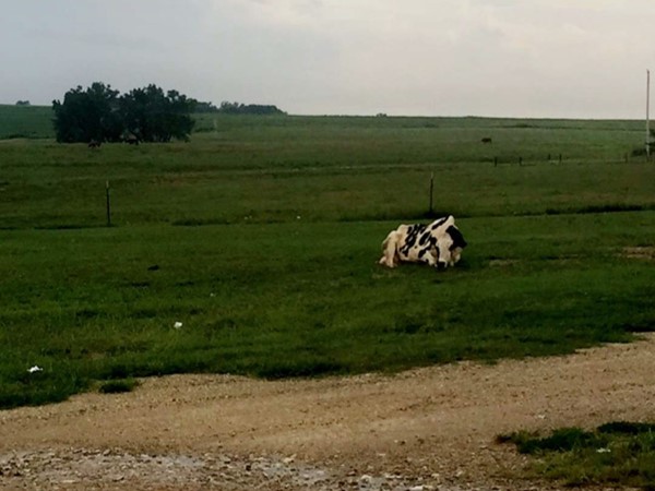 One of the many Holstein dairy cows located at the popular Hildebrand Dairy Farm