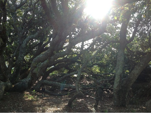 One of my favorite spots, a hidden grove of tangled trees at Phoenix East