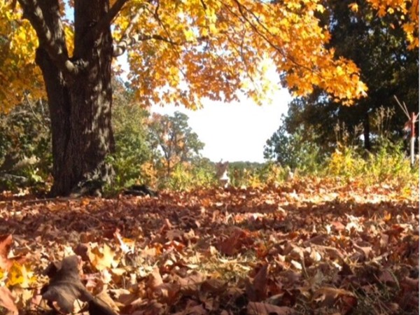 Fall leaves begin to turn around Jefferson City in November. Don't miss out on the seasons beauty