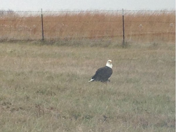 An eagle visited Weatherby Highlands 