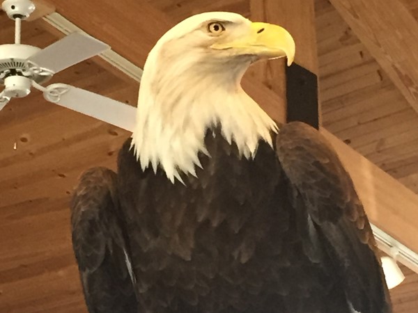 Beautiful Bald Eagle at Lake of the Ozarks Eagle Days