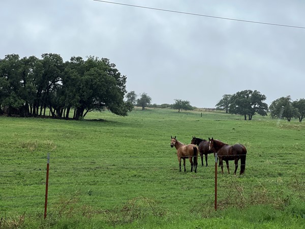 Horses in the open experiencing the much needed rain 