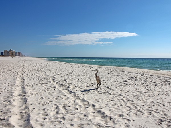 This guy has it made. Another beautiful day in Orange Beach