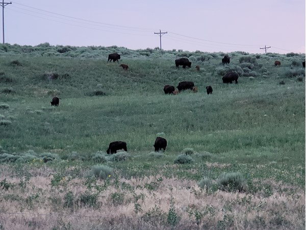 Buffalo herd and their babies enjoying the evening