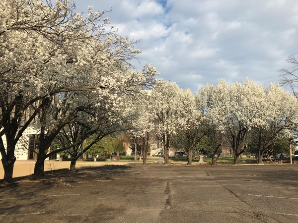 Midtown Tulsa in full bloom! Utica Square is so beautiful this time of year