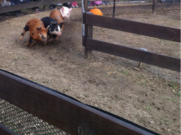 Uncle Lester's pig races at Carolyn's Country Cousins Pumpkin Farm