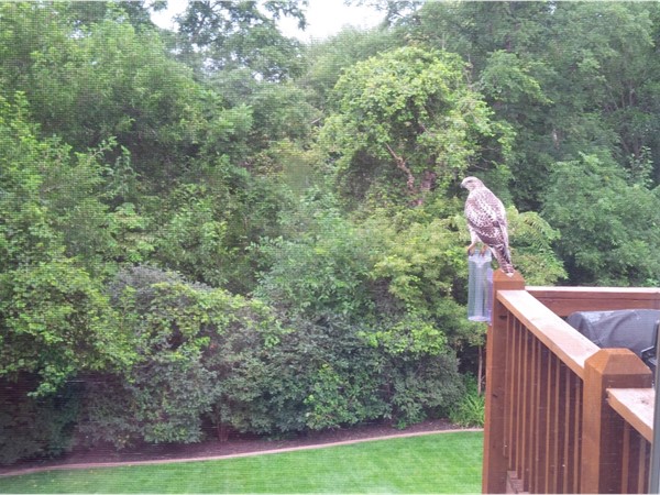 You never know what you will see in "The Grove".  A hawk likes the view